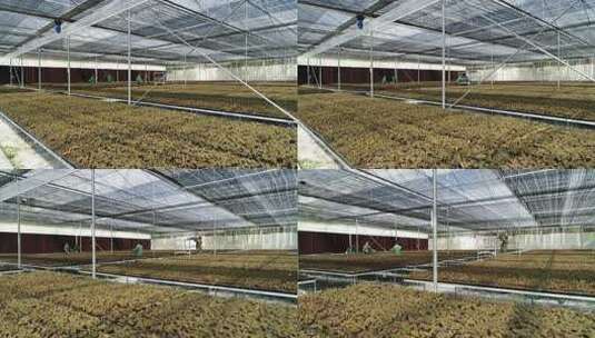 温室大棚内蔬菜种植场景高清在线视频素材下载