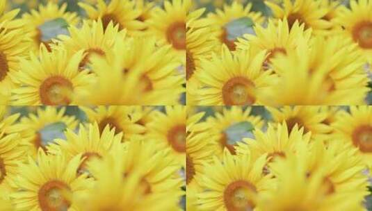 向日葵蜜蜂采蜜向日葵花海高清在线视频素材下载