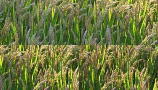 水稻丰收季节金色稻田乡村产业振兴高清在线视频素材下载