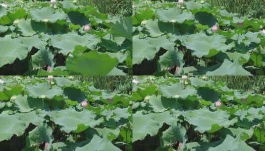 荷花荷叶农业种植莲藕实拍高清在线视频素材下载