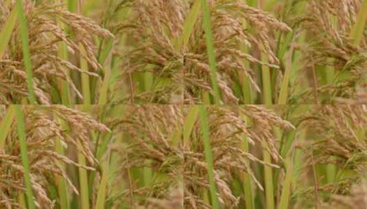 秋天稻田稻子水稻稻穗特写高清在线视频素材下载