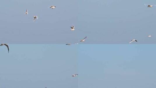 海边觅食的海鸥高清在线视频素材下载