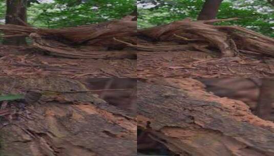 腐烂的三更树木高清在线视频素材下载