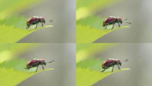春天树叶昆虫绿缘扁角甲虫高清在线视频素材下载