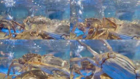 超市海鲜区海蟹螃蟹原素材高清在线视频素材下载