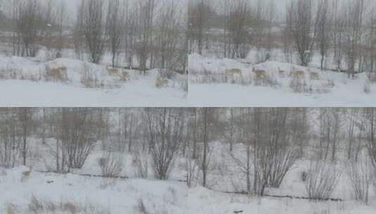 冬季的黄羊蒙原羚高清在线视频素材下载
