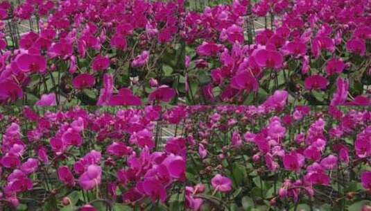 紫红色的蝴蝶兰高清在线视频素材下载