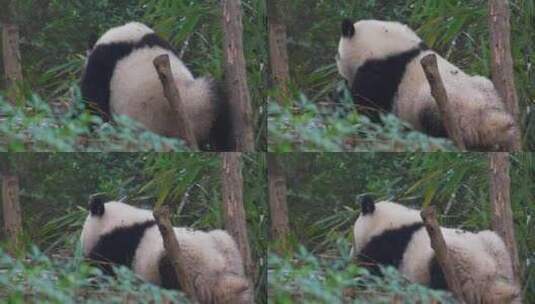 大熊猫吃竹子高清在线视频素材下载