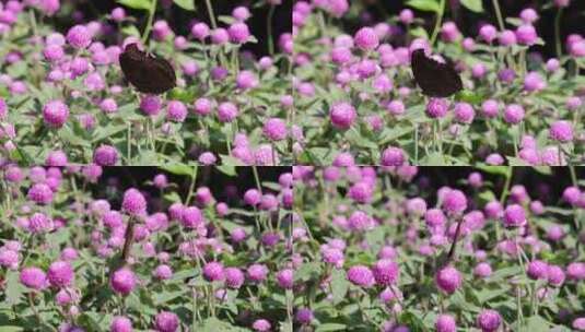 钩翅眼蛱蝶在千日红花朵上高清在线视频素材下载