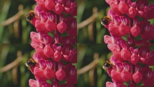 蜜蜂采蜜微距特写高清在线视频素材下载