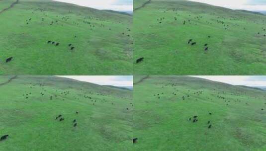 牦牛群吃草高清在线视频素材下载