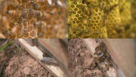 蜂箱 蜜蜂 养蜂人 蜂巢 蜂蜜 蜂场高清在线视频素材下载