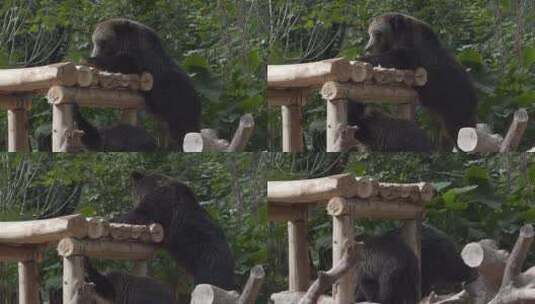 棕熊高清在线视频素材下载
