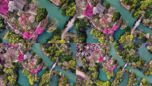 杭州西溪湿地梅花江南水乡小船惬意春游高清在线视频素材下载
