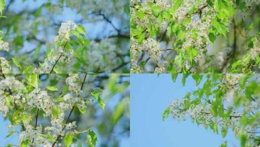 豆梨花特写高清在线视频素材下载