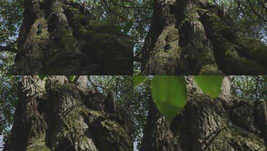 【正版素材】古树大树苍天2083高清在线视频素材下载
