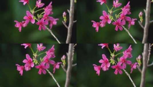 春天红色樱花早樱花朵盛开高清在线视频素材下载