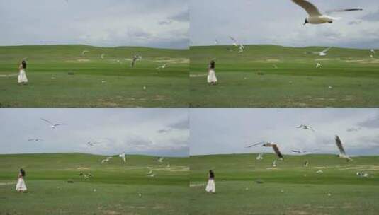 新疆旅游巴音布鲁克草原上飞翔的海鸥高清在线视频素材下载