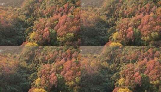 红枫树林航拍，枫叶红了，红枫叶高清在线视频素材下载