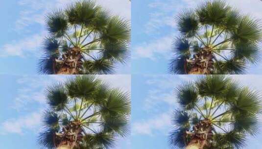 夏天春天里的棕榈树椰树热带植物蓝天白云高清在线视频素材下载