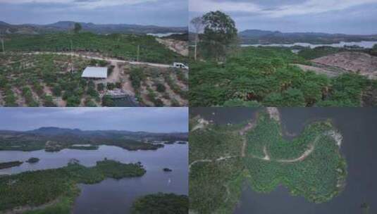 海南热带水果生产基地高清在线视频素材下载