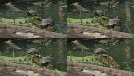 池塘里的乌龟趴在浮木上晒太阳高清在线视频素材下载