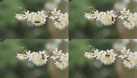 春天白色的樱花盛开实拍片段高清在线视频素材下载