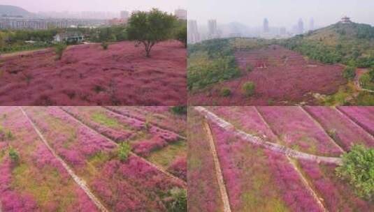 航拍枣庄新城凤鸣公园粉黛花开争艳高清在线视频素材下载