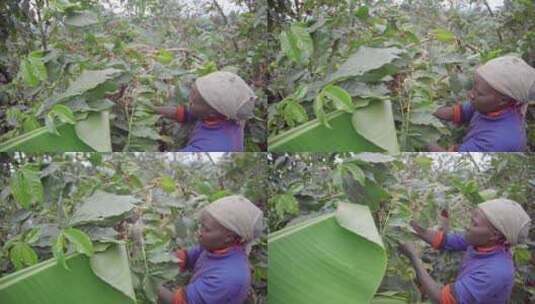 咖啡种植生产基地高清在线视频素材下载