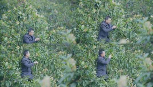 桂花树桂花采摘高清在线视频素材下载