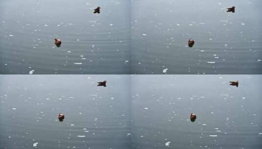 北京春天晨雾湖面两只鸳鸯嬉水高清在线视频素材下载