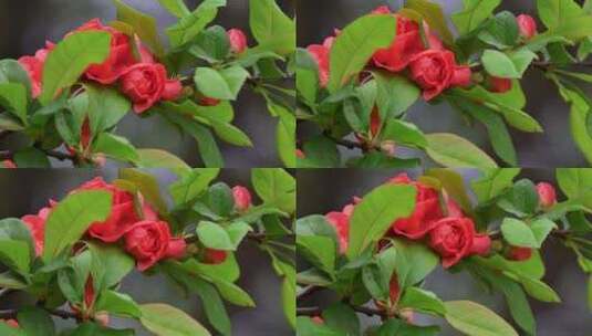 春天盛开的红色贴梗海棠高清在线视频素材下载