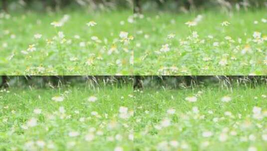 微风中的花丛草丛实拍高清在线视频素材下载