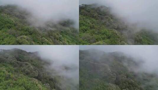 开满鲜花的山坡上云雾缭绕高清在线视频素材下载