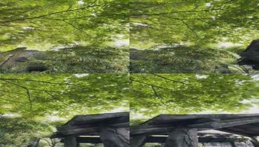 夏天阳光下的树叶高清在线视频素材下载