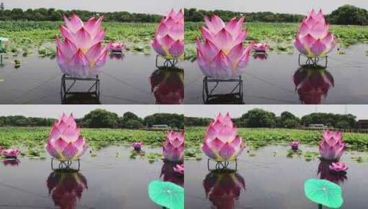 苏州相城荷塘月色湿地公园荷花季高清在线视频素材下载