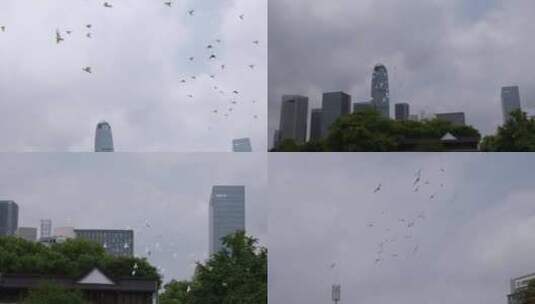 实拍城市中鸽子飞翔13高清在线视频素材下载