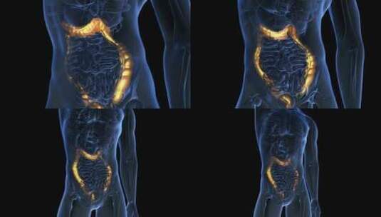 人体结肠解剖学扫描高清在线视频素材下载