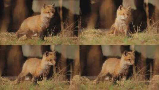 可爱的小红狐小狗抓挠自己的特写镜头高清在线视频素材下载