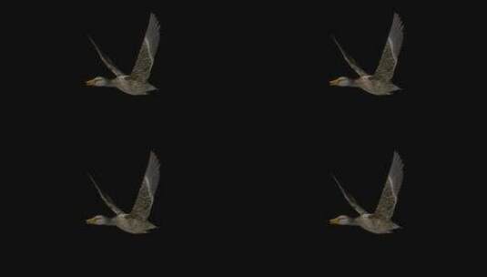 野鸭水禽游戏鸟-野鸭母-飞环-侧角视图C高清在线视频素材下载