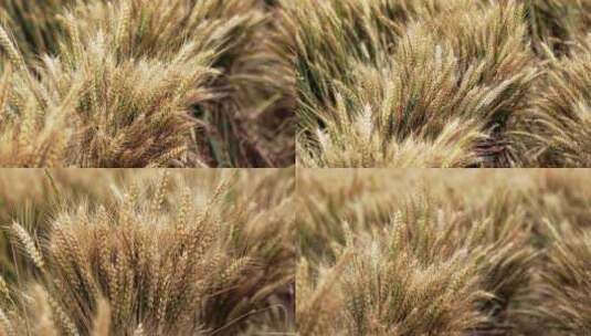 麦子捆绑麦子堆割麦子人工收麦子丰收景象高清在线视频素材下载