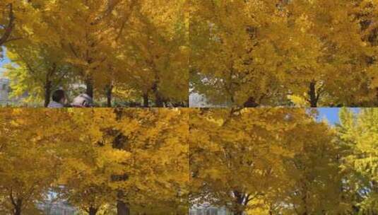 植物园坐观光游览车第一视角树木植物红叶 高清在线视频素材下载