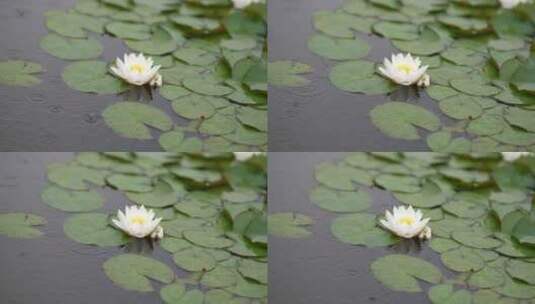 雨中水莲 莲花 睡莲 水莲高清在线视频素材下载