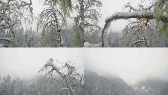 雪，冬天，河，西伯利亚哈士奇高清在线视频素材下载