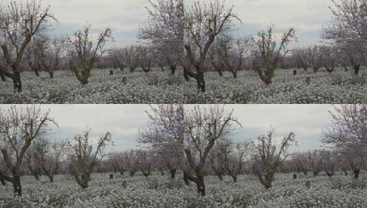 Almendros sin herbic高清在线视频素材下载