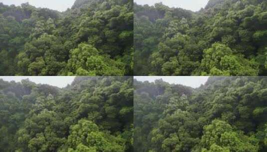 森林雨景细雨高清在线视频素材下载