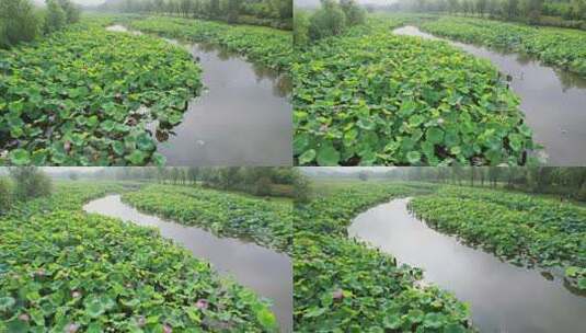 杭州湘湖十里荷塘风景航拍高清在线视频素材下载