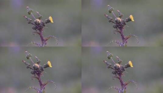 绿色 蒲公英 绿植 草 植物 花高清在线视频素材下载