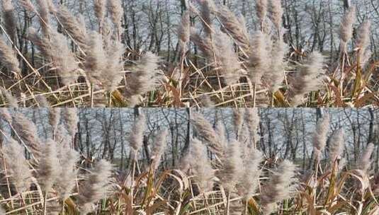 自然风景中的芦苇特写高清在线视频素材下载