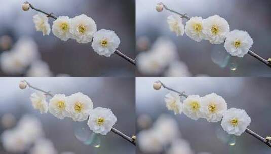 冬日盛开的梅花枝头上的白色花朵唯美壁纸高清在线视频素材下载